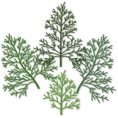 cedar sprigs