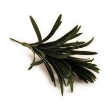 ponderosa pine 3d sprig