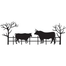 cows on the farm