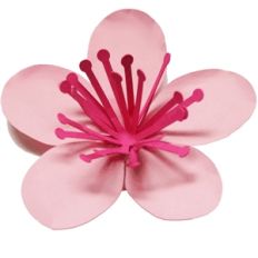 flower - cherry blossom