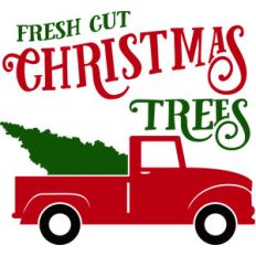 fresh cut christmas trees
