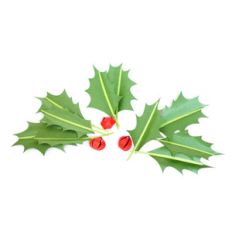 3d holly