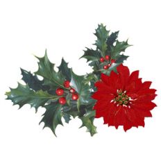 poinsettia