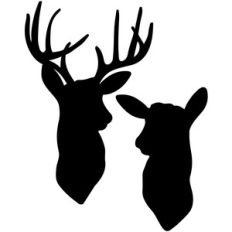 doe and deer