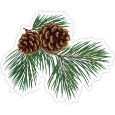 pine and pine cones