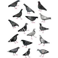 pigeon bird stickers