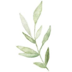 green watercolor branch