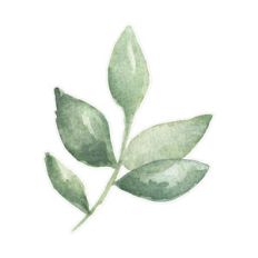 green branch watercolor