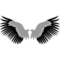 hawk wings