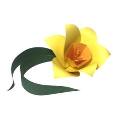 3d narcissus flower