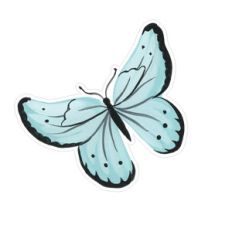 butterfly