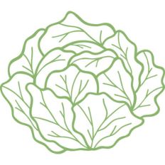 lettuce
