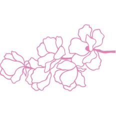 magnolia flowers