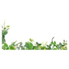 leaf edge
