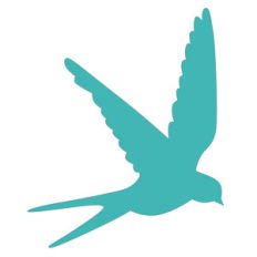 bird swallow