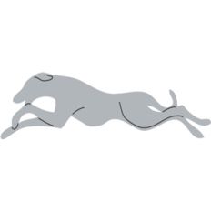 greyhound dog