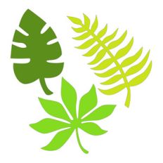 tropical leaves