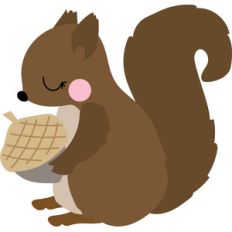 squirrel