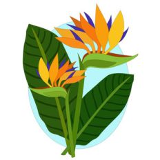 bird of paradise flowers