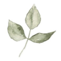 green watercolor leaves