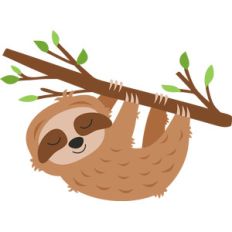 sloth in tree