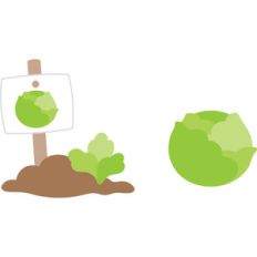 lettuce