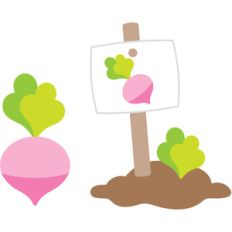 radishes