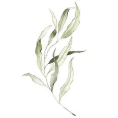 green watercolor branch