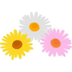daisy flowers
