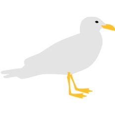 seagull