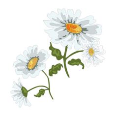 daisy flowers