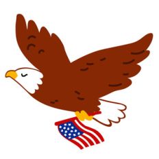 american bald eagle