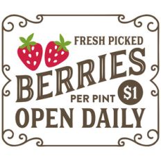 fresh picked berries