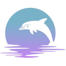 happy dolphin sunset