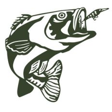 bass fish
