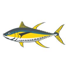 yellow fin tuna fish