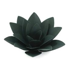 succulent plant