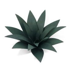 succulent plant