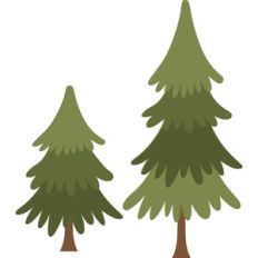 pine trees