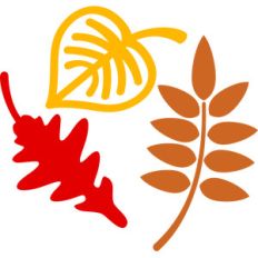 fall leaves