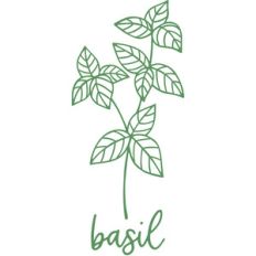 basil herb