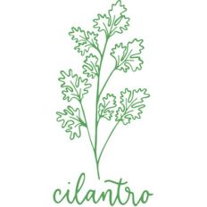 cilantro herb