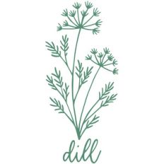 dill herb