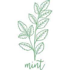 mint herb