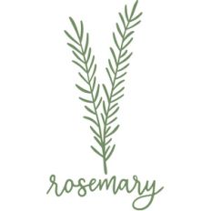 rosemary herb