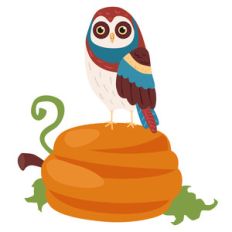 owl on pumpkin