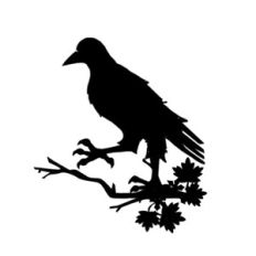 raven