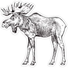 moose