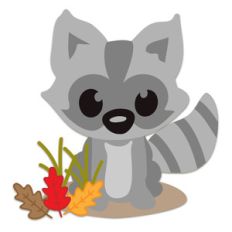 raccoon