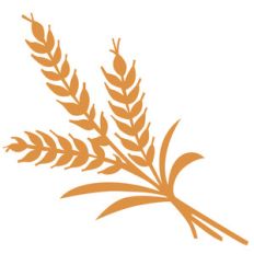 wheat stalk